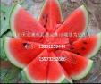 河北保定清苑大棚西瓜大量上市