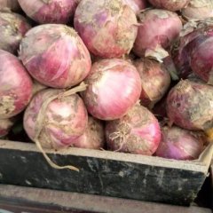 通许县洋葱大量上市，上货快！