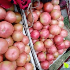 河南新野硬粉西红柿早买早赚