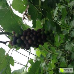 盐城建湖唐老板夏黑葡萄6月初上市