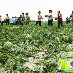 大荔羌白张斌5月京欣西瓜