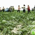 大荔羌白张斌5月京欣西瓜