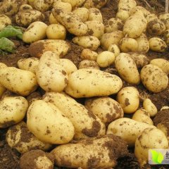 河北定兴荷兰十五土豆口感爽口