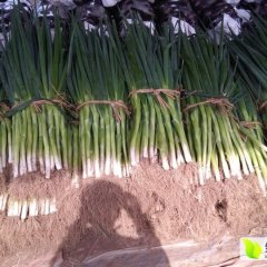 东昌府沙镇刘鹏1月长白大葱