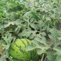 安徽萧县酒店张强种植专业合作社