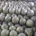 2016文峰西瓜抓住商机无限
