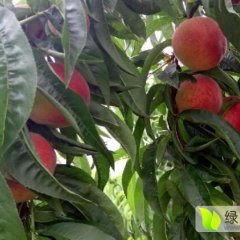 宜城马头钟晓敏5月美脆桃蜜桃