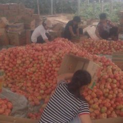 浚县西红柿今天有雨价格在四毛到五毛之间