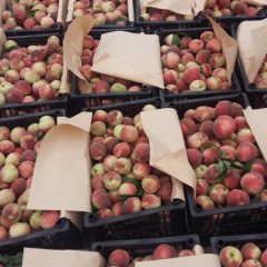 宜城蜜桃是名优特产大量供应当中。