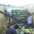 东明县是中国最大的西瓜基地 之一