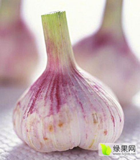 2016年山东东平红皮蒜种价格