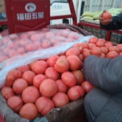 山东阳信硬粉西红柿著名品种