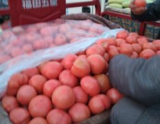 山东阳信硬粉西红柿著名品种