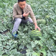 蒲城西瓜-甜王～京欣～黑无籽～新红宝