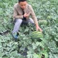 蒲城西瓜-甜王～京欣～黑无籽～新红宝