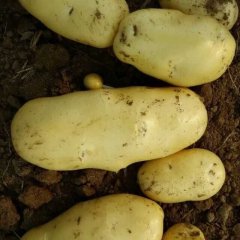 山东安丘荷兰十五营养丰富