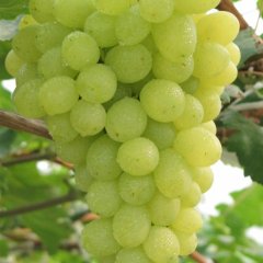 乒乓球大批上市啦