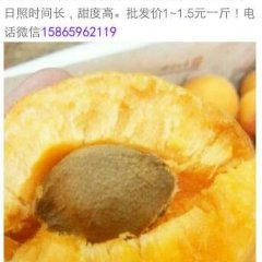 山东临沂费县金太阳杏子大量上市