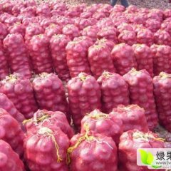 河南宁陵红皮洋葱产销两旺