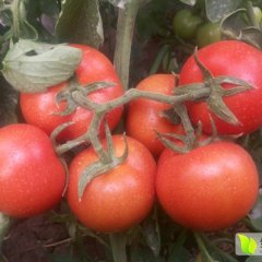 河北肃宁凯哥大红西红柿口感爽口