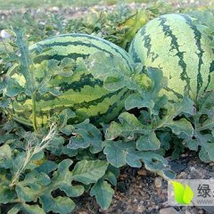 2016大荔西瓜值得出手