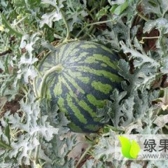 2016大荔西瓜再不来就没机会了！