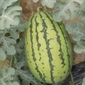 大荔羌白窦毕虎5月冠龙西瓜