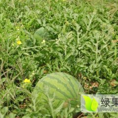 大荔羌白窦毕虎6月花皮无籽西瓜
