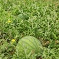 大荔羌白窦毕虎6月花皮无籽西瓜
