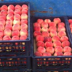 大荔羌白窦毕虎7月毛桃