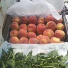 陕西大荔毛桃代办齐秀玲