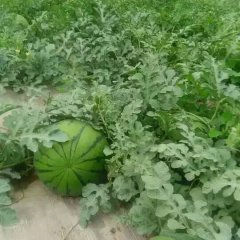 2016大荔西瓜俏销大江南北