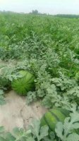 2016大荔西瓜俏销大江南北