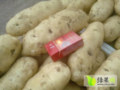 2016年山东岱岳荷兰7号价格
