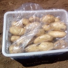 平阴库存土出库孝直刘长恩诚信合作