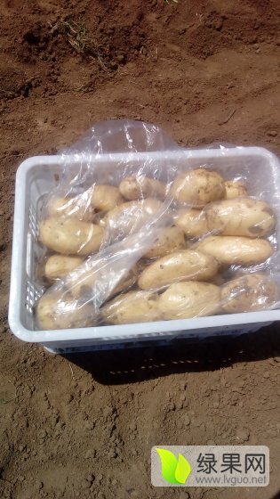 2016年山东平阴荷兰十五价格