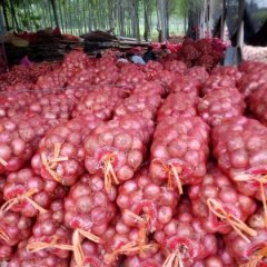 通许洋葱著名品种,城尔宋国周诚信合作