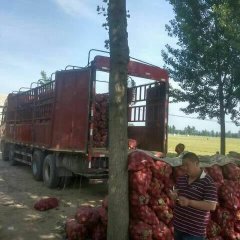 河南沁阳红皮洋葱聚焦市场