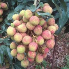 广东廉江妃子笑荔枝已上市（代办、代收）—绿