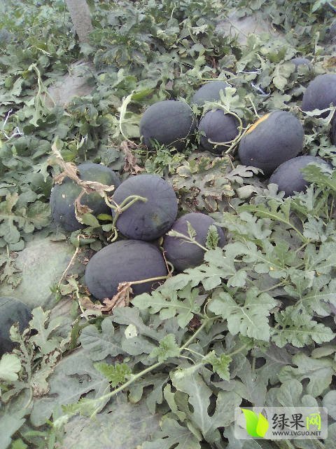 2016年山东东昌府黑亢八号价格