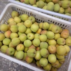 2016临猗杏子现在订货有惊喜