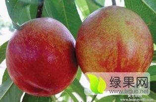 2016年陕西大荔油桃价格