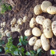 平度土豆本地品种有旱大白，荷兰十五