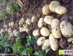 平度土豆本地品种有旱大白，荷兰十五