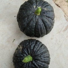 陕西大荔日本小南瓜著名品牌