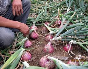 红皮洋葱