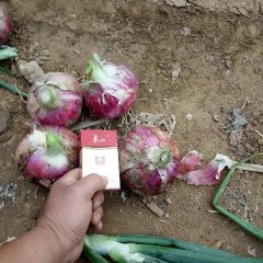 山东东昌府红皮洋葱刘敬诚信代收费