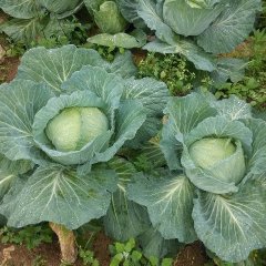 开阳甘蓝产品绝对保证放心，可自己开车来拉