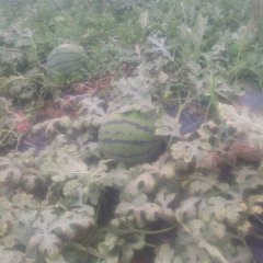 2016大荔西瓜抓住商机无限