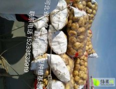 2016昌黎土豆抓住商机无限